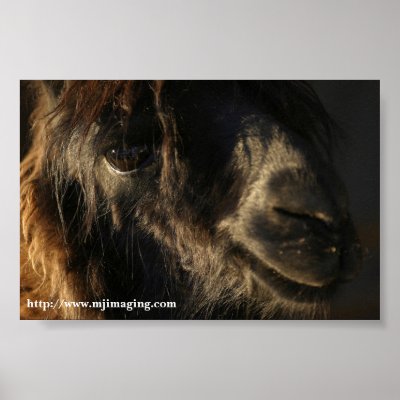 Elegants Print by mjimaging