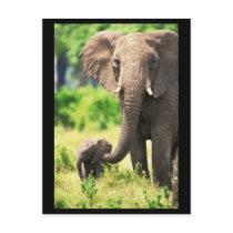 Elephant and Baby Post Cards