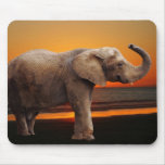 Elephant at sunset mouse pads