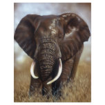 Elephant Bull Prints Flyers