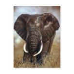 Elephant Bull Prints Postcards
