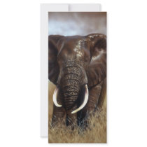 Elephant Bull Prints Rack Cards