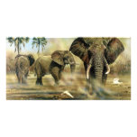 Elephant Bulls Photocards