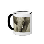 Elephant calendars coffee mugs & cups