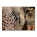Elephant Greeting Cards