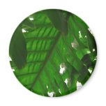 Elephant-Ear-Philodendron 17 magnets