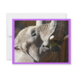 elephant eating personalized invitation