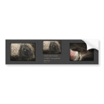 Elephant Eye bumper stickers