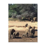Elephant family by the river postcard