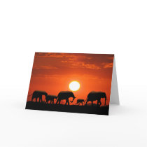 Elephant family