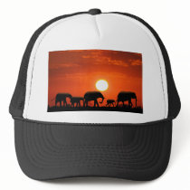 Elephant family