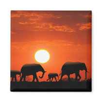 Elephant family