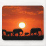 Elephant family