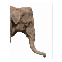 Elephant head post cards