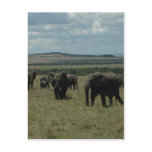 Elephant herd Maasai Mara, Kenya Postcard