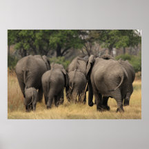 Elephant Herd Poster
