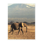 Elephant in front of Kilimanjaro Postcards