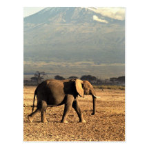 Elephant in front of Kilimanjaro Postcards
