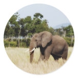 Elephant in Masai Mara, Kenya sticker