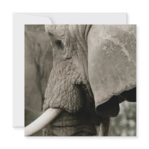 Elephant Invitations