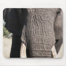 Elephant (Loxodonta africana), Abu Camp 3 Mousepad