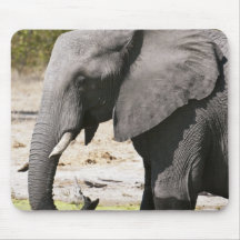 Elephant (Loxodonta africana), Savute Channel Mousepad