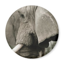 Elephant  Magnet