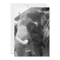 elephant new address moving announcement
