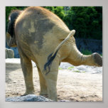 ELEPHANT PEE posters