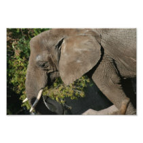 Elephant Photo