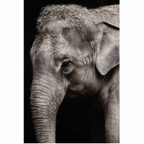 Elephant Photo Photo Sculpture