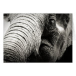 Elephant photograph in B&W Greeting Card