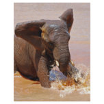Elephant playing with water flyers