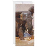 Elephant playing with water rack cards