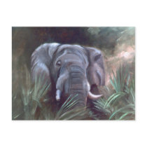 Elephant Portrait Postcard