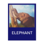 Elephant postcards