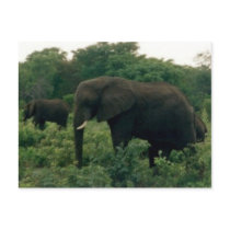 elephant post cards