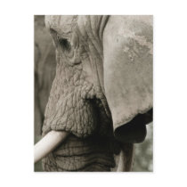 Elephant  Postcard