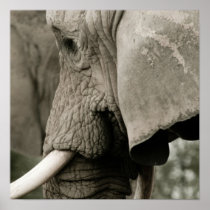 Elephant Poster