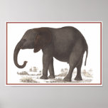 ELEPHANT PRINT