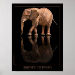 Elephant Reflection Poster posters