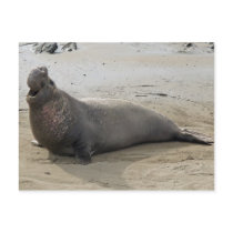 Elephant Seal Postcard