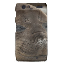 Elephant Seal pup Motorola Droid RAZR Covers
