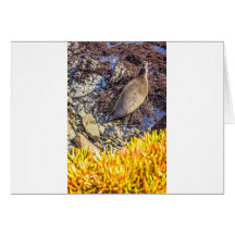 Elephant Seal Trumpeting Greeting Cards