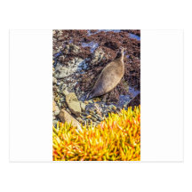 Elephant Seal Trumpeting Postcards
