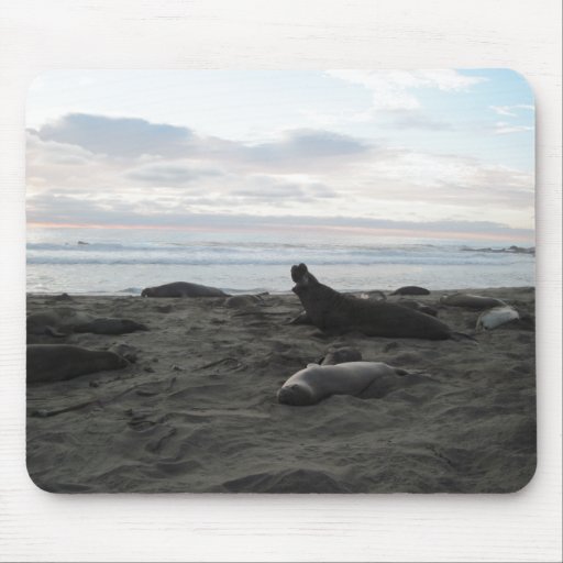 Elephant Seals at Piedras Blancos Beach Mouse Pad