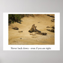 Elephant Seals Establish Who is the Alpha Male Posters