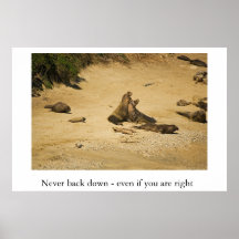 Elephant Seals Establish Who is the Alpha Male Posters