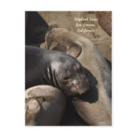 Elephant Seals, San Simeon, California Post Card
