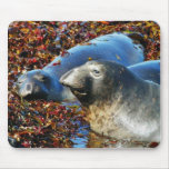 Elephant Seals Seaweed Mouse Pads